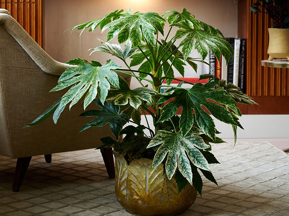 Dentro de casa o al aire libre brilla la fatsia japonesa